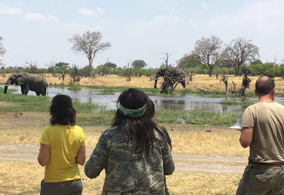 Chobe River sunset cruise elephant buffalo Chobe Safari Lodge Botswana budget wildlife