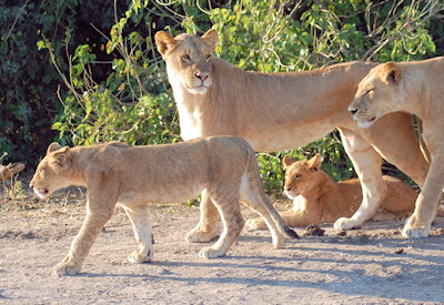Lion leopard wild dog Moremi Game Reserve Botswana Delta Wildlife Adventure budget safari