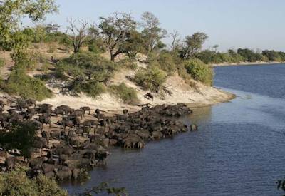 Elephant herd sunset Chobe National Park Savuti Botswana Elephant Safari camping