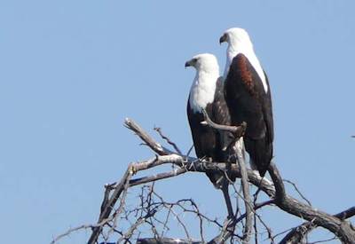 Lion leopard wild dog elephant Moremi Savuti Chobe Botswana Fish Eagle Safari camping