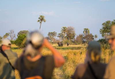 Leopard sighting Moremi Game Reserve Chobe National Park Botswana Fish Eagle Safari