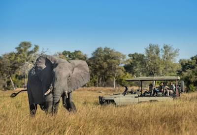 Family game drive lion leopard elephant wild dog Khwai Private Reserve Botswana