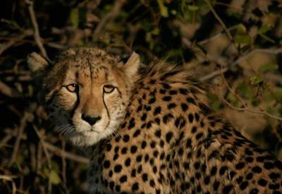 Mokoro island camping southern Okavango Delta reed channels Botswana Lion Safari