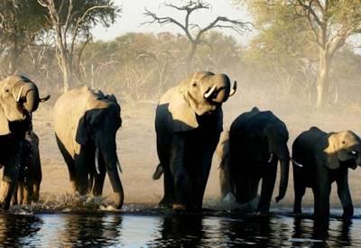 Wild camping private designated campsite Moremi Savuti Chobe Botswana Lion Safari