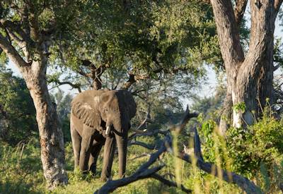 Camp Okavango wildlife sightings mokoro boating elevated pool family activity backpack