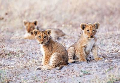 Lion cubs Savute Channel Chobe National Park Botswana Ultimate Family Safari
