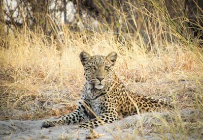 Elephant buffalo lion leopard wild dog Botswana Ultimate Family Safari four destinations
