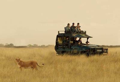 Game drive desert lion leopard cheetah Central Kalahari Game Reserve Botswana