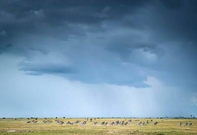 Green Kalahari Desert rainy season Central Kalahari Game Reserve Botswana photography