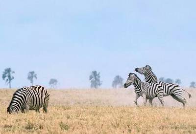 Wildlife Deception Pan gemsbok springbok wildebeest Central Kalahari Botswana safari