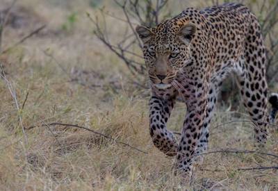 Lion leopard elephant wild dog Savuti Marsh Discover Botswana 9-day mobile tented safari