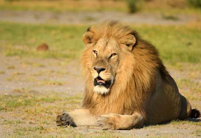 Lion leopard wild dog elephant Khwai Savuti Chobe Discover Botswana Camping Safari