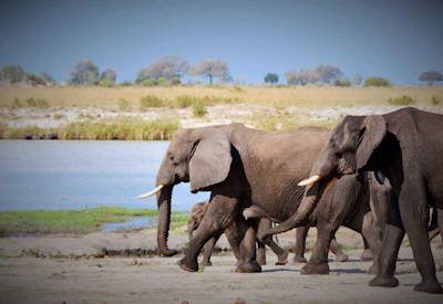 Elephant Savute Marsh Ghoha Hills private waterhole ancient baobab Botswana safari