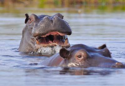 Wild dog leopard lion Khwai night drive Moremi Game Reserve Discover Moremi Safari Botswana