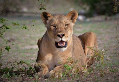 Chobe River boat cruise elephant buffalo lion riverfront Botswana Moremi Chobe safari