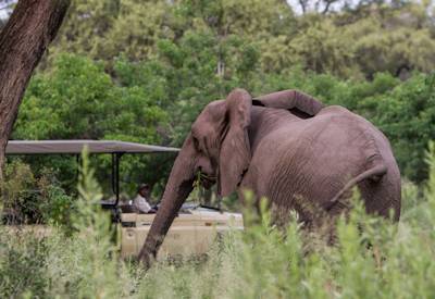 Botswana Elephant game drive