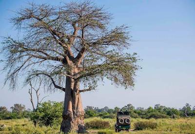 Game drive lion leopard elephant wild dog Okavango Delta mobile expedition Botswana