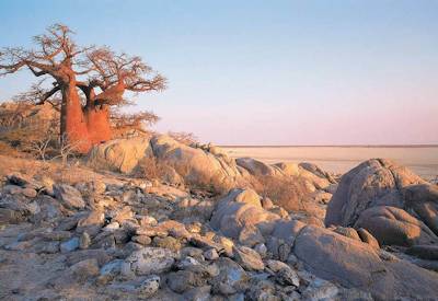 Chapman's Baobab Lost Island Baobabs Makgadikgadi Pans quad bike safari Botswana