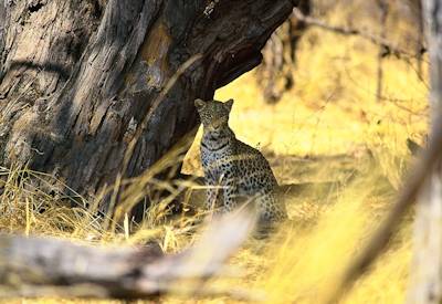 Leopard sighting Mabuasehube Khutse Central Kalahari Game Reserve Trans Kalahari Safari