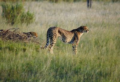 Cheetah Kalahari black-maned lion Mabuasehube Trans Kalahari Safari Botswana budget