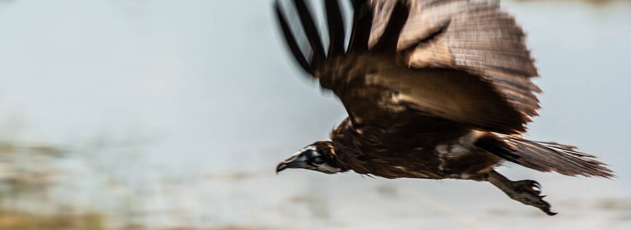 Botswana Bird List