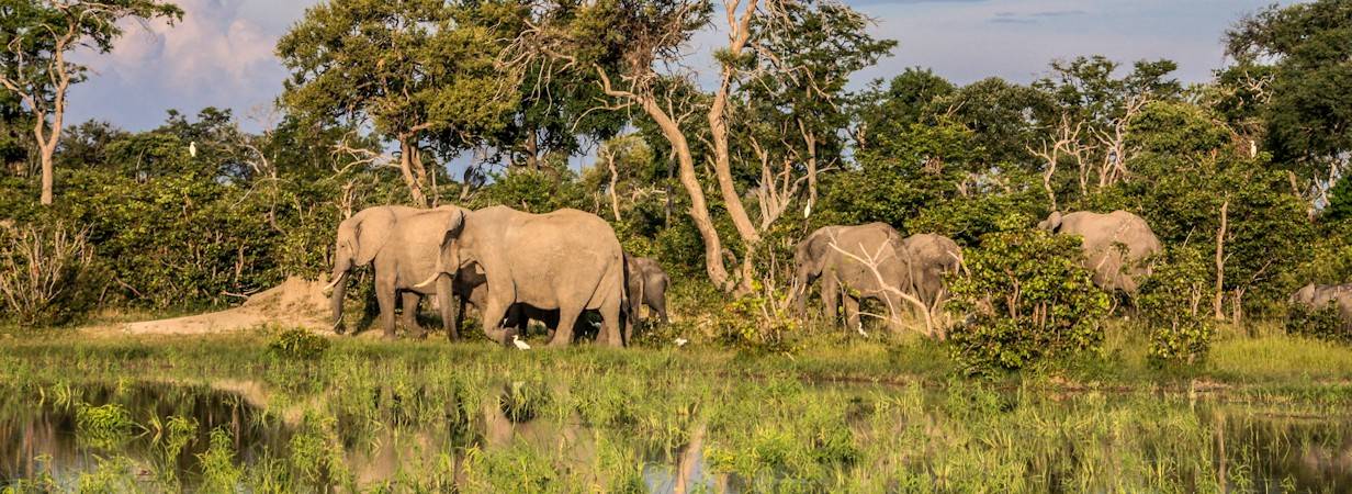 Botswana Mammal List