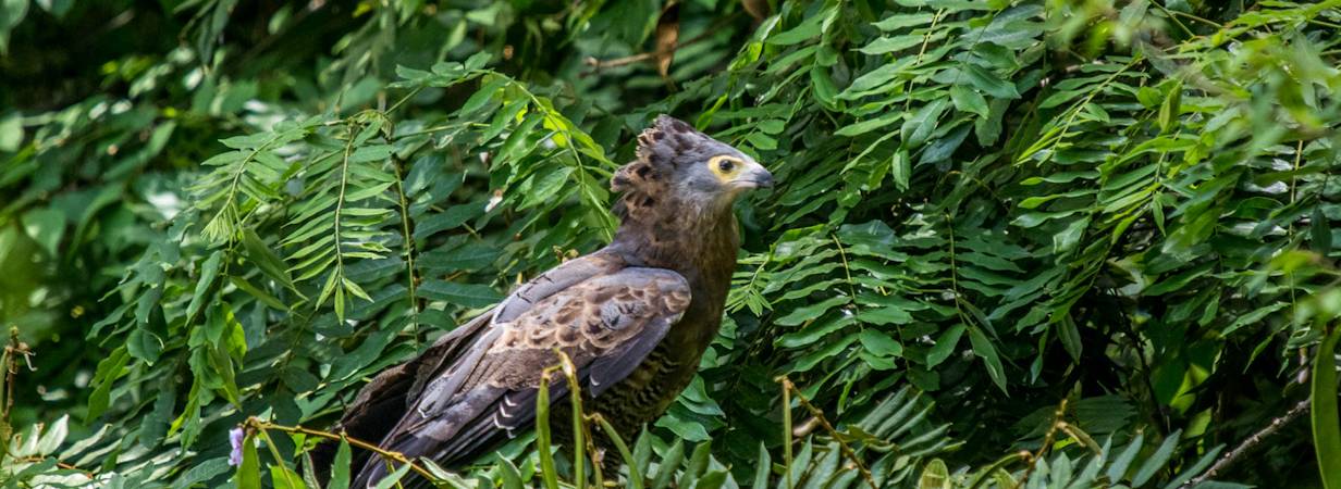 Ethiopia Bird Photographs