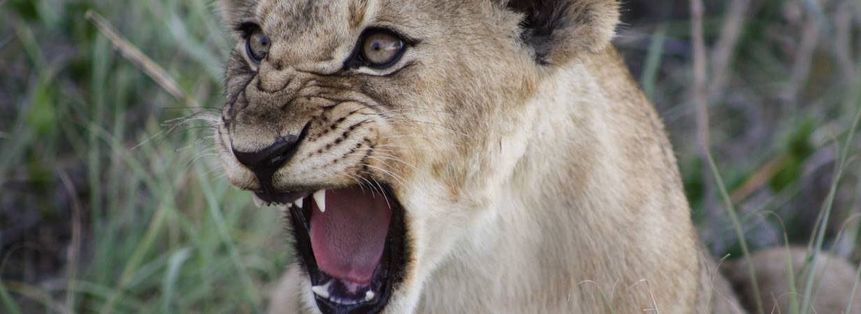 African Safari Holidays