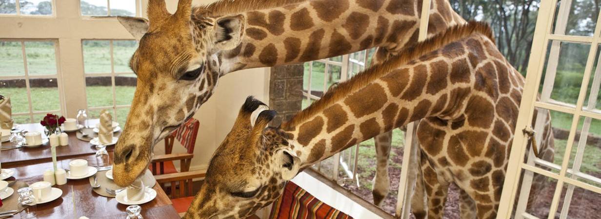 Giraffe Manor