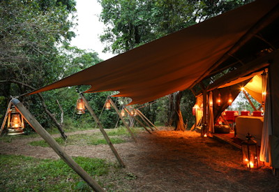 Mara Toto surrounded by a thick forest