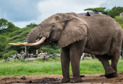 Amboseli wildlife photography