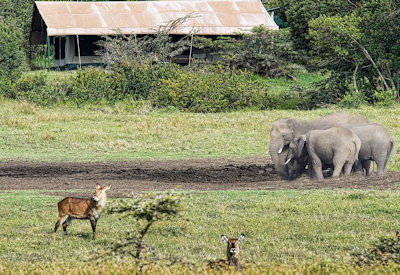 Wildlife and birdlife surround the camp