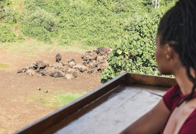 Wildlife experience from viewing area