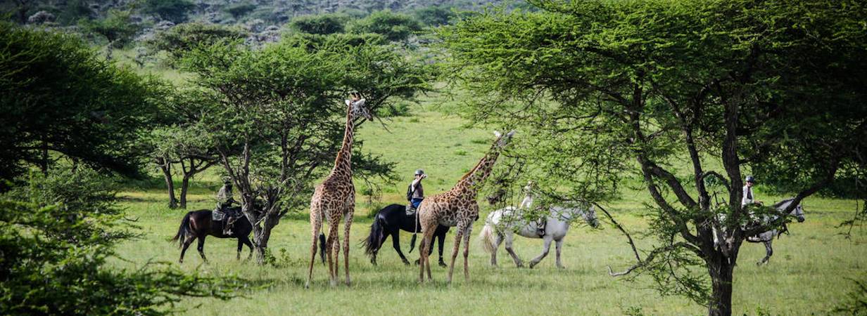 Experience Kenya 0n Horseback