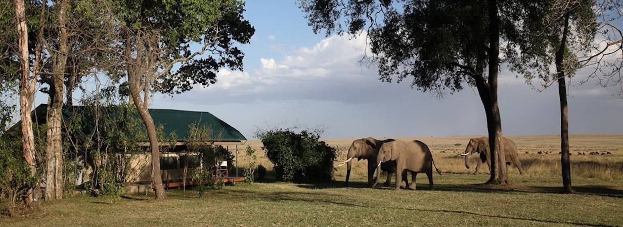 Governor's Safari