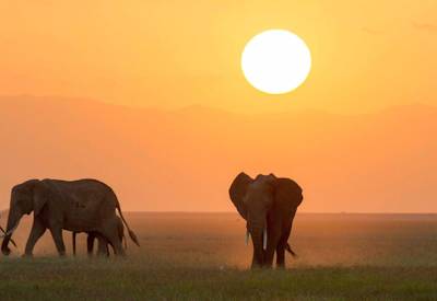 Wildlife on the plains of the Amboseli