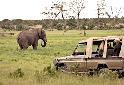 Viewing elephants on a classic safari