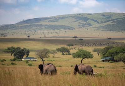 Gamne drives in the famed Masai Mara