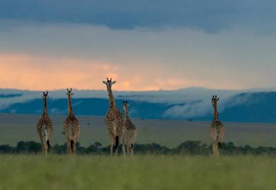 Giraffe on the Masai Plains 