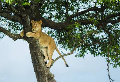Masa Mara lion cub climbing a tree