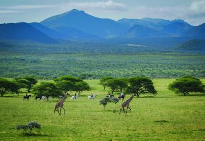 The private Maasai-owned Mbirikani Ranch