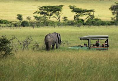 Big ass elephant about to jump into the back of a vehicle