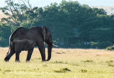 Hot air balloon safari Maasai Mara sunrise Olare Motorogi Conservancy Kenya optional activity