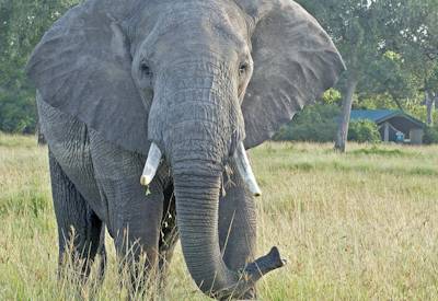 Safaris and elephants in the Masai Mara