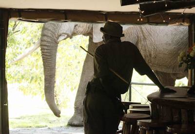 WEildlife often visits Governor's Camp