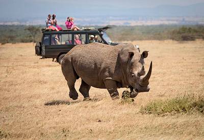 Spotting rhino on safari