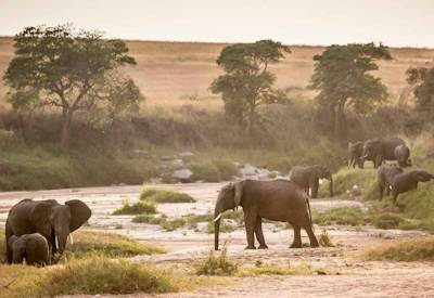 Masai Mara elephant herds