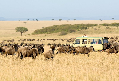 Wildlife experiences on the Masai plains