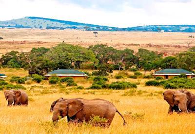 Masai Mara elephants and wildlife viewing
