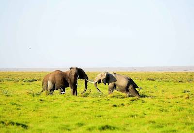 Elephants in the Amboseli National Park